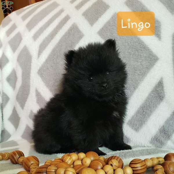 Lingo, Pomeranian Puppy